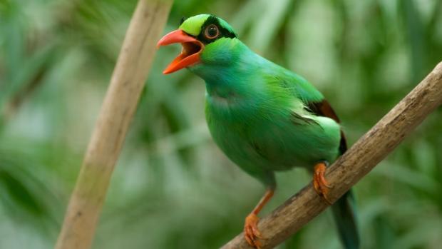Krasky krátkoocasé jávské můžete potkat i v Zoo Praha, konkrétně v pavilonu Sečuán. Foto: Petr Hamerník