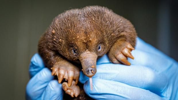 The short-beaked echidna puggle at Prague Zoo is exactly 101 days old today. It is doing very well and gaining weight. Author: Miroslav Bobek, Prague Zoo