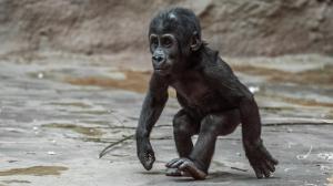 Foto: Petr Hamerník, Zoo Praha
