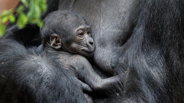 Photo: Miroslav Bobek, Prague Zoo