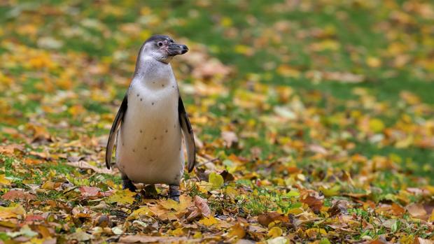 Nejstarší letošní mládě tučňáka v sobotu dostane jméno. Foto: Petr Hamerník, Zoo Praha