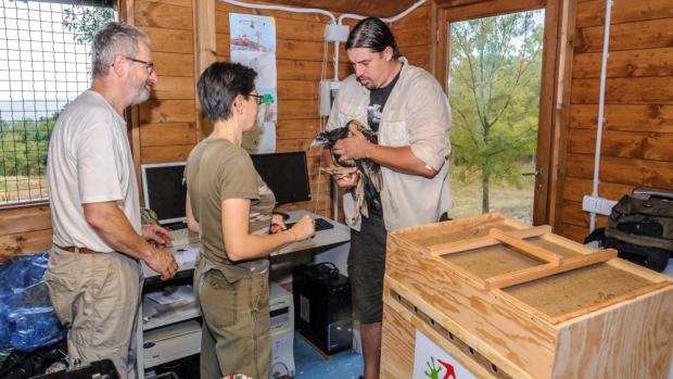 Kurátor Zoo Praha Antonín Vaidl předává jedno z mláďat supa mrchožravého řediteli chovné stanice CERM Guidu Ceccolinimu (na fotografii úplně vlevo). Foto: Martin Smrček, Zoo Praha