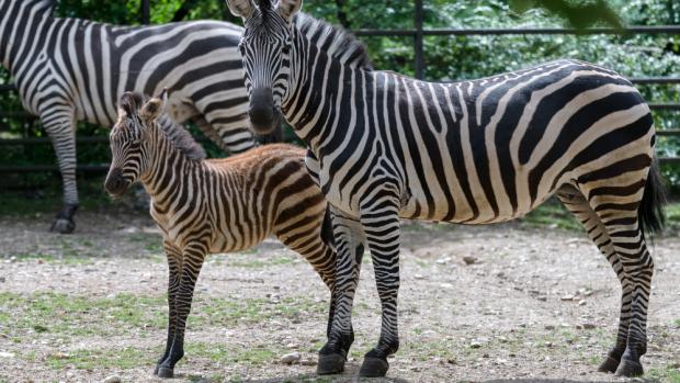 Zebra Böhmova, foto: Petr Hamernik, Zoo Praha