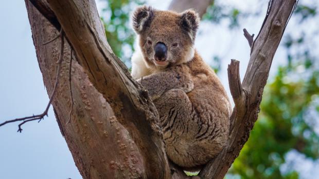 Koala medvídkovitý na fotografii z French Islandu, kde se nachází další z populací nepostižených nákazou chlamydiemi. Foto: Miroslav Bobek, Zoo Praha