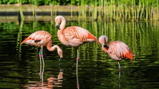 Plameňáci chilští v Zoo Praha. Foto: Petr Hamerník, Zoo Praha