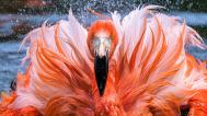 Plameňáci jsou vlajková zvířata nové kampaně Mokřady pro život. Na snímku je plameňák kubánský při koupeli. Foto Petr Hamerník, Zoo Praha
