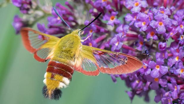 Dlouhozobka svízelová v Zoo Praha. Foto: Vít Lukáš