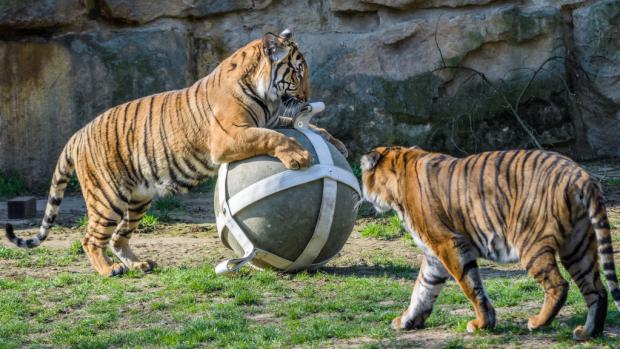 Bulan (vlevo) na snímku se sestrou Wanitou ještě v pražské zoo. Nyní už je Bulan ve svém novém domově v ústecké zoo a Wanitu také čeká přesun. Foto: Petr Hamerník