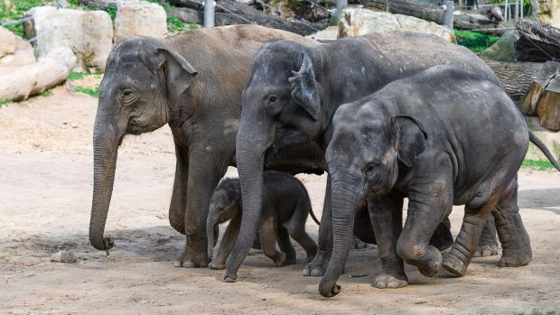 Údolí slonů. Foto: Petr Hamerník, Zoo Praha