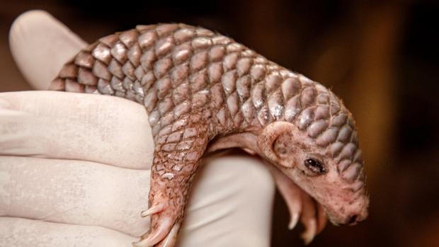 The pangolin pup was born early on a Thursday morning. It is not only the first ever born pangolin pup in the Prague Zoo, but also in all of Europe. Photo: Miroslav Bobek, Prague Zoo 