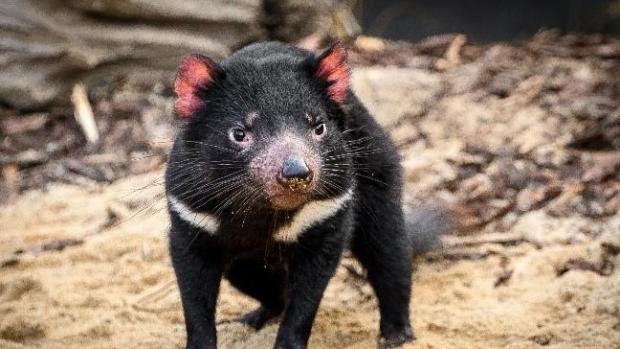 Foto: Petr Hamerník, Zoo Praha