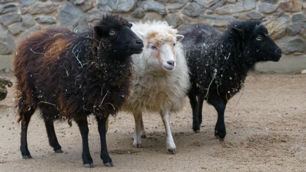 Photo: Petr Hamerník, Prague Zoo