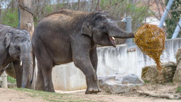 Asi metrová proutěná vejce naplněná senem a speciálními granulemi byla pro Maxe zároveň dárkem k 5. narozeninám. Foto: Petr Hamerník, Zoo Praha