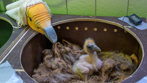 Maňásková metoda brání v přilnutí mláděte k člověku, tedy jeho chovateli či chovatelce. Zoo Praha tento způsob využívá vedle supů mrchožravých také třeba v případě umělých odchovů kondorů menších, dvojzoborožců nosorožčích nebo krasek jávských. Foto Petr Hamerník, Zoo Praha