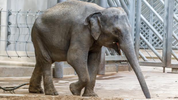 Otcem očekávaného slůněte je býk Mekong, který Janitu loni v létě několikrát úspěšně pářil. Foto: Tomáš Adamec, Zoo Praha.