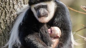Dnes ráno se oblíbené gueréze pláštíkové, zasloužilé matce Lucii, narodilo v pořadí již deváté mládě. Foto: Petr Hamerník, Zoo Praha
