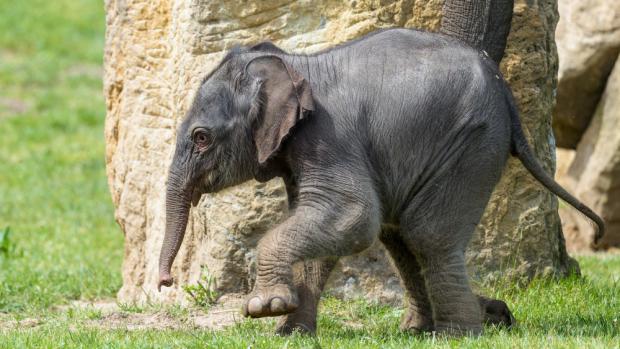 Foto: Petr Hamerník, Zoo Praha