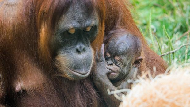 Orangutan sumaterský Harapan s matkou Diri, foto: Petr Hamerník, Zoo Praha