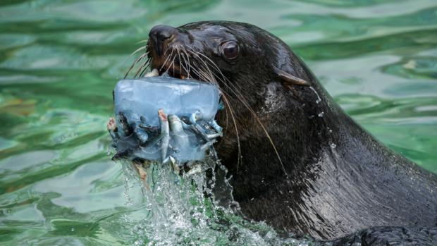 Srpnové soboty budou věnované lachtanům. Foto: Petr Hamerník, Zoo Praha