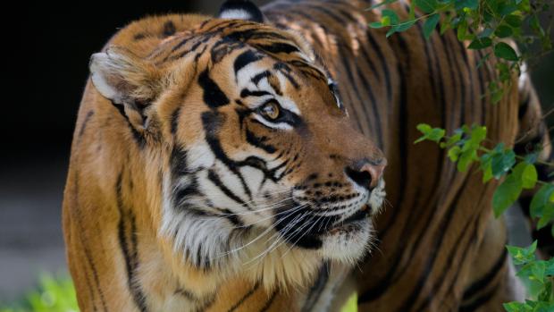 Tygr malajský Johann, foto: Petr Hamerník, Zoo Praha
