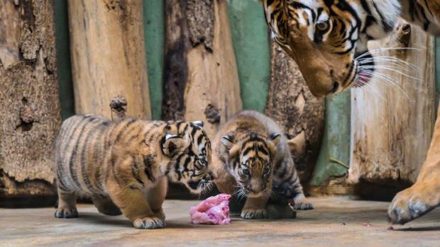 Photo: Petr Hamerník, Prague Zoo