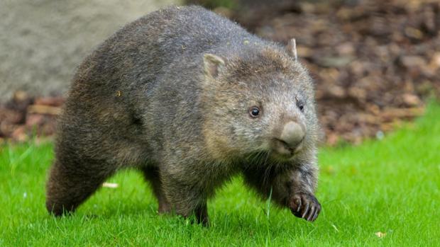 Čtyřletá Winkleigh se narodila přímo v Tasmánii. Stejně jako samec Cooper tak patří k tamnímu poddruhu vombata obecného. Foto Petr Hamerník, Zoo Praha