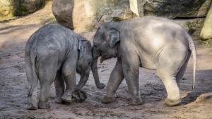 Sloni indičtí Max a Rudi stále působí jako roztomilí rošťáci, ale už začínají vzbuzovat respekt. Foto: Petr Hamerník, Zoo Praha
