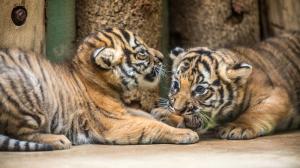 Od čtvrtka budou moci návštěvníci v Zoo Praha vidět dvě mláďata tygra malajského. Foto: Ondřej Kroutil, Zoo Praha