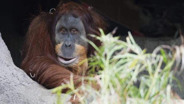 Káma, foto: Archiv Zoo Praha