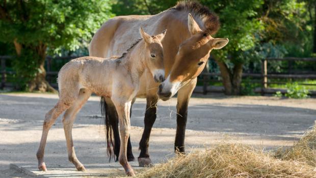 Matkou narozeného hříběte je klisna Jessica. Foto: Petr Hamerník, Zoo Praha.