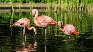 Plameňáci chilští v Zoo Praha. Foto: Petr Hamerník, Zoo Praha