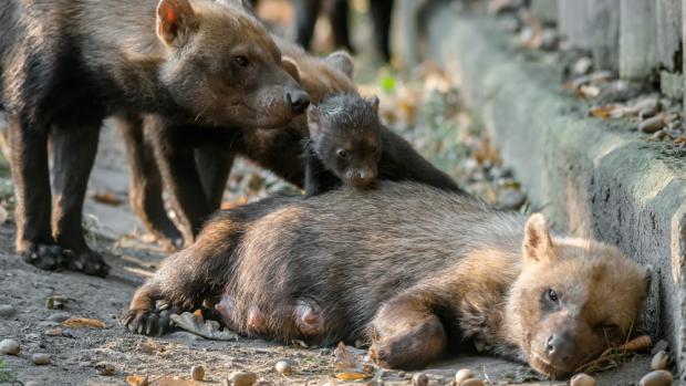 Celkem mohou návštěvníci v expozici pozorovat smečku jedenácti psů pralesních. Foto: Petr Hamerník, Zoo Praha