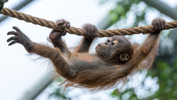 Zatímco se Harapan snaží dosáhnout i na ty nejzazší větve parkosů, jeho matka je vždy připravena podat pomocnou ruku. Foto Petr Hamerník, Zoo Praha