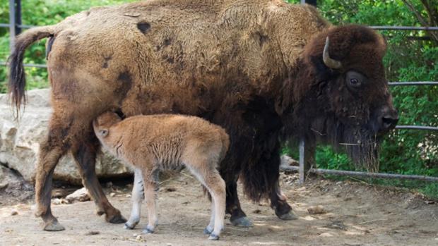 Léto na prérii, foto (c) Tomáš Adamec, Zoo Praha