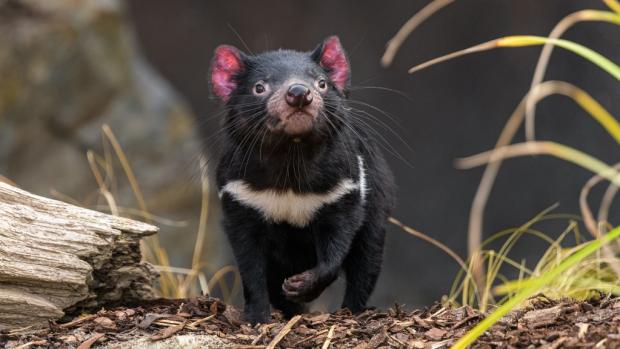 Samice ďábla medvedovitého Nutmeg v pražském Darwinově kráteru. Foto: Petr Hamerník, Zoo Praha