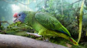 Photo: Petr Hamerník, Prague Zoo