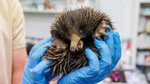 Mládě ježury před prvním velkým veterinárním zákrokem loni na podzim. Foto: Miroslav Bobek, Zoo Praha