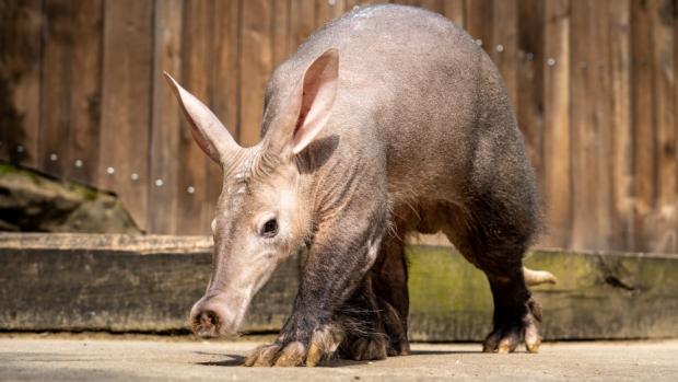 Šestiletá samice hrabáče kapského Sabi utvoří chovný pár s čtrnáctiletým samcem Dracem. Podle chovatelů je zvídavá a temperamentní. Foto Oliver Le Que, Zoo Praha