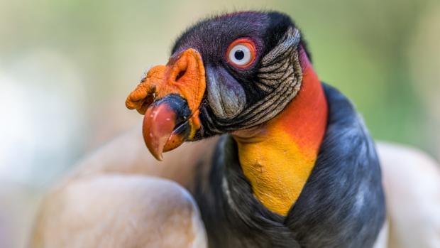 Kondor královský, foto: Petr Hamerník, Zoo Praha