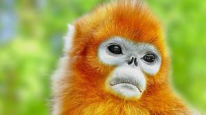 Vzácný langur čínský. Foto: Shutterstock, Brian Kinney.