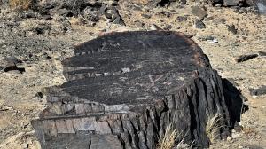 Kámen s petroglyfy v oblasti Velká Gobi B. Foto: Miroslav Bobek, Zoo Praha