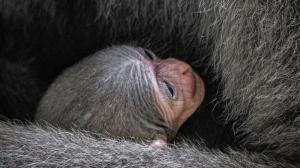 Foto: Miroslav Bobek, Zoo Praha