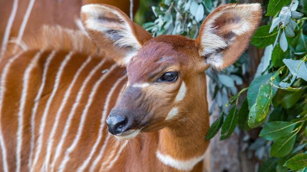 A female mountain bongo Pipi immediately after recovering from her injury. Photo: Miroslav Bobek, Prague Zoo