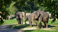 Foto: Petr Hamerník, Zoo Praha