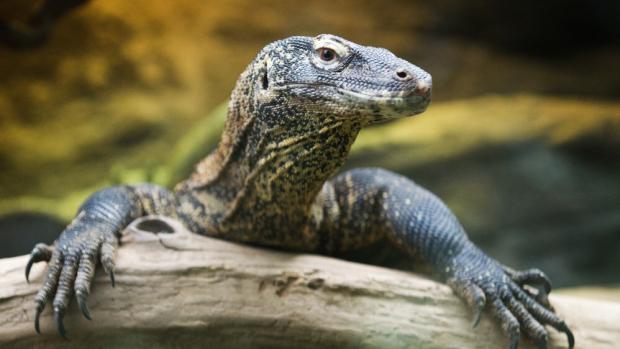 Mladý varan komodský. Foto: Tomáš Adamec, Zoo Praha