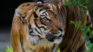 Tygr malajský Johann, foto: Petr Hamerník, Zoo Praha