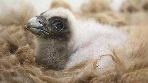 The first bearded vulture chick to hatch at Prague Zoo since 2006. Still covered in down, it bears a passing resemblance to the adult. Photo: Antonín Vaidl, Prague Zoo