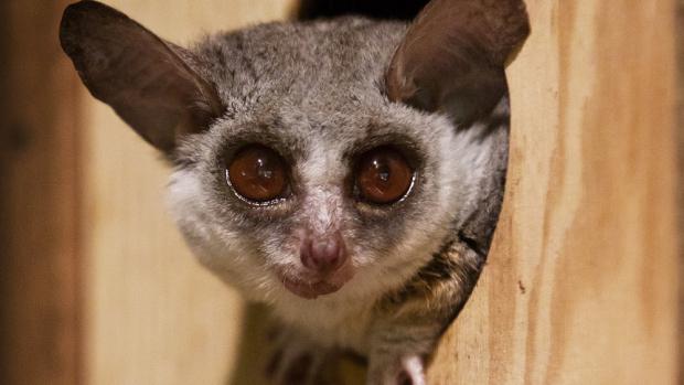 Zoo Praha je v chovu menších druhů komb velmi úspěšná a vede i plemennou knihu. Foto: Tomáš Adamec, Zoo Praha