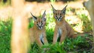 The caracal kittens were born on 12 May. They are best seen at around 10 am and 3 pm, when their mother is usually fed. Photo: Petr Hamerník, Prague Zoo