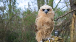 The three-month old Pel’s fishing owl chick is easy to spot in the aviary at the Penguin House. Photo Petr Hamerník, Prague Zoo